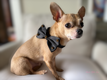 Dapper Satin Stud & Rhinestone Bowtie