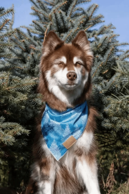 Siberian Spruce Dog Bandana (size: S/M - 18in x 10in)